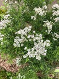 Pycnanthemum flexuosum = tenuifolium (verouderd) geen maat specificatie 0,55L/P9cm