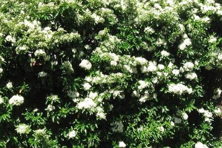 Pyracantha 'Orange Glow' 100-125 cm cont. 3,0L - afbeelding 3