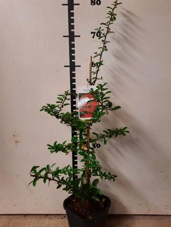 Pyracantha 'Orange Glow' 80-100 cm cont. 2,0L - afbeelding 1
