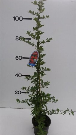 Pyracantha 'Orange Glow' 80-100 cm cont. 2,0L - afbeelding 2