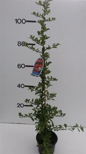 Pyracantha 'Orange Glow' 80-100 cm cont. 2,0L - afbeelding 2