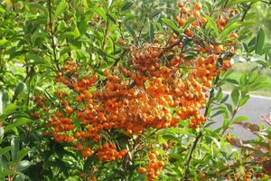 Pyracantha 'Orange Glow' 80-100 cm cont. 3,0L - afbeelding 1