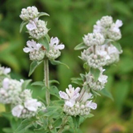 Pycnanthemum pilosum geen maat specificatie 0,55L/P9cm - afbeelding 2
