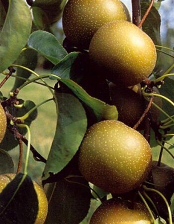 Pyrus pyrifolia 'Kosui' 6-8 Hoogstam wortelgoed - afbeelding 1