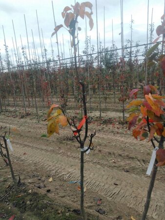 Pyrus pyrifolia 'Olympic' 6-8 Halfstam wortelgoed - afbeelding 2