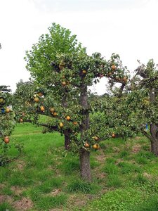 Pyrus c. 'Beurré Hardy' = Gellerts Butterbirne BAG dubbele u vorm - afbeelding 2