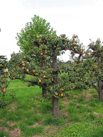 Pyrus c. 'Beurré Hardy' = Gellerts Butterbirne laagstam wortelgoed leiboom rek - afbeelding 2