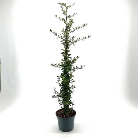 Pyracantha 'Soleil d'Or' 60-80 cm cont. 3,0L
