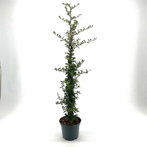 Pyracantha 'Soleil d'Or' 60-80 cm cont. 3,0L