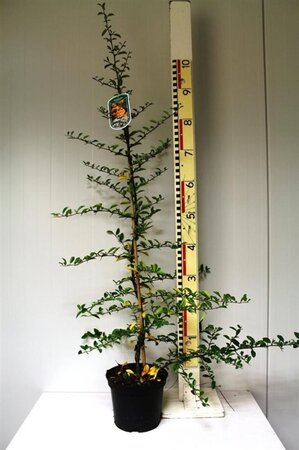 Pyracantha 'Soleil d'Or' 60-80 cm cont. 3,0L