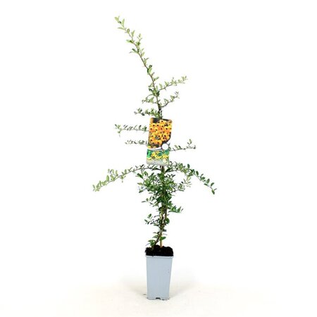 Pyracantha 'Soleil d'Or' 80-100 cm cont. 2,0L