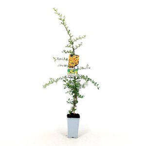 Pyracantha 'Soleil d'Or' 80-100 cm cont. 2,0L