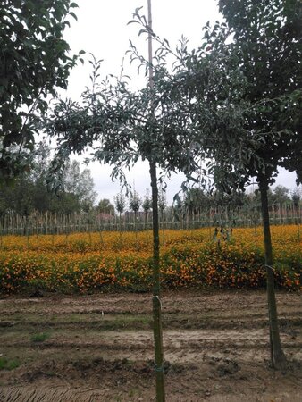 Pyrus salicifolia 'Pendula' 12-14 Hoogstam wortelgoed 2 X verplant