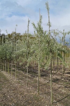 Pyrus salicifolia 'Pendula' 8-10 Hoogstam draadkluit - afbeelding 2