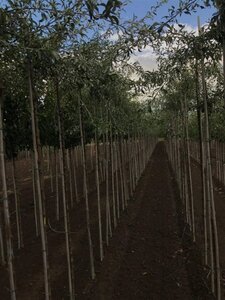 Pyrus salicifolia 'Pendula' 8-10 Hoogstam wortelgoed 225 cm stam - afbeelding 2