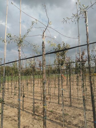 Pyrus salicifolia 'Pendula' 8-10 Hoogstam wortelgoed 225 cm stam - afbeelding 1