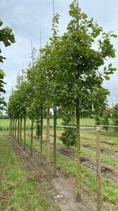 Quercus bicolor 12-14 Hoogstam draadkluit 2 X verplant