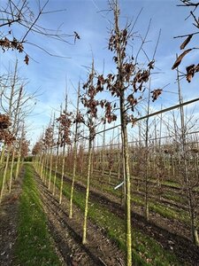 Quercus bicolor 12-14 Hoogstam draadkluit 2 X verplant - afbeelding 2