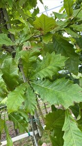 Quercus bicolor 12-14 Hoogstam draadkluit 2 X verplant - afbeelding 3