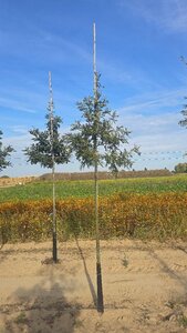 Quercus cerris 10-12 Hoogstam met kluit