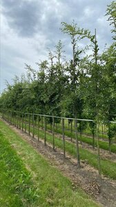 Quercus cerris 12-14 Hoogstam draadkluit 2 X verplant