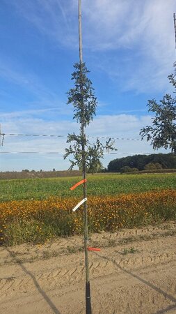 Quercus cerris 6-8 Hoogstam met kluit