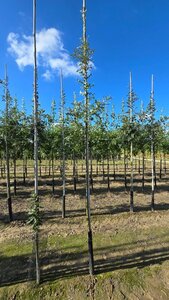 Quercus cerris 6-8 Hoogstam wortelgoed