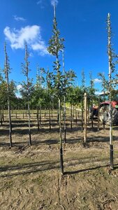 Quercus cerris 8-10 Hoogstam wortelgoed