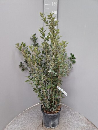 Quercus ilex 100-125 cm cont. 10L - afbeelding 8