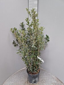 Quercus ilex 100-125 cm cont. 10L - afbeelding 8
