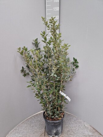 Quercus ilex 100-125 cm cont. 10L - afbeelding 7