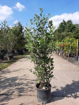 Quercus ilex 100-125 cm cont. 10L - afbeelding 5