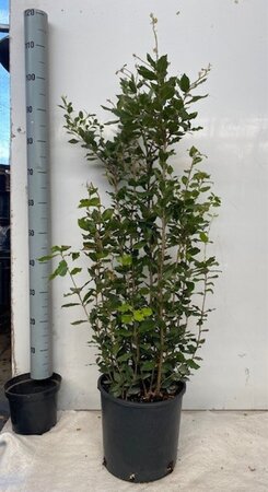 Quercus ilex 100-125 cm cont. 10L - afbeelding 11