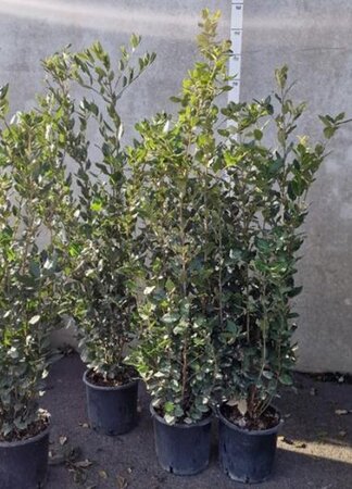 Quercus ilex 100-125 cm cont. 10L - afbeelding 9