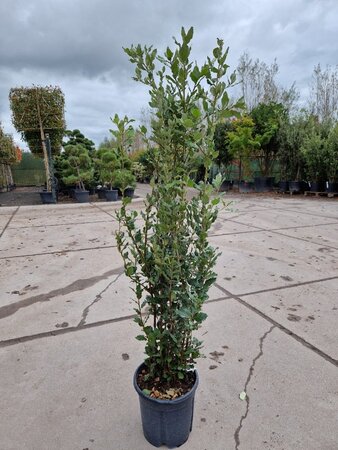 Quercus ilex 100-125 cm cont. 10L - afbeelding 3