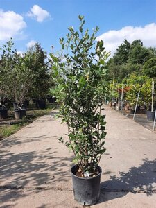 Quercus ilex 100-125 cm cont. 10L - afbeelding 10