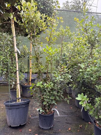 Quercus ilex 100-125 cm cont. 10L - afbeelding 2