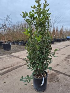Quercus ilex 100-125 cm cont. 10L - afbeelding 12