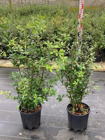 Quercus ilex 100-125 cm cont. 15L - afbeelding 6