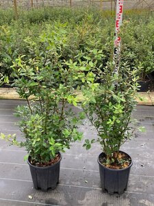Quercus ilex 100-125 cm cont. 15L - afbeelding 6