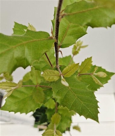 Quercus ilex 100-125 cm cont. 3,0L - afbeelding 1