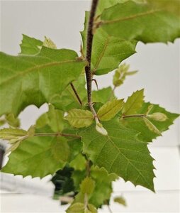 Quercus ilex 100-125 cm cont. 3,0L