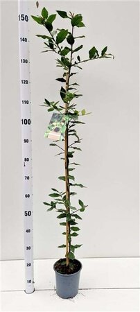 Quercus ilex 100-125 cm cont. 3,0L - afbeelding 2