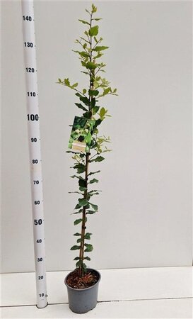 Quercus ilex 100-125 cm cont. 3,0L - afbeelding 3