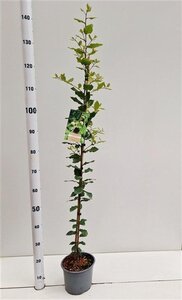 Quercus ilex 100-125 cm cont. 3,0L - afbeelding 3