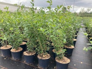 Quercus ilex 100-125 cm cont. 5,0L - afbeelding 2