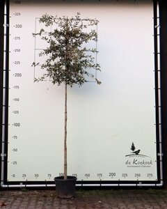Quercus ilex 10-12 Hoogstam container lei 120x120 180 cm stam