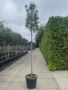 Quercus ilex 12-14 Hoogstam cont. 70L - afbeelding 2