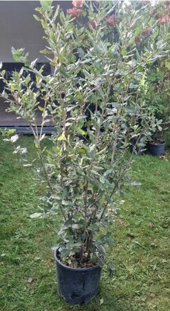 Quercus ilex 125-150 cm cont. 10L - afbeelding 5
