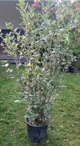 Quercus ilex 125-150 cm cont. 10L - afbeelding 5